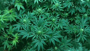 Flowering cannabis plants