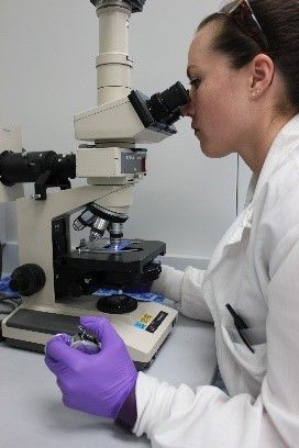 A microbiologist at the Environmental Health Laboratory analyzes milk samples using a microscope.