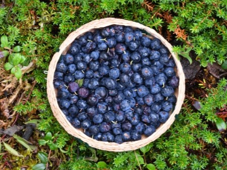 Basket of wild blueberries