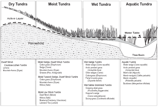 Coastal Plain Tundra Types