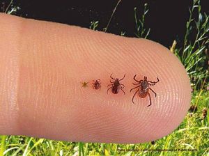 What Does a Tick Look Like in a Dog  : Identifying the Insect