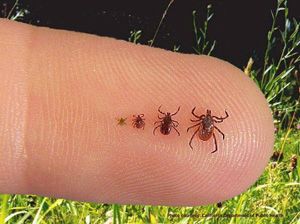 what kind of ticks get on dogs