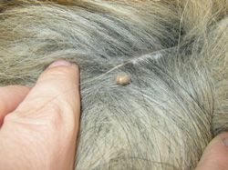 cat skin tag removal