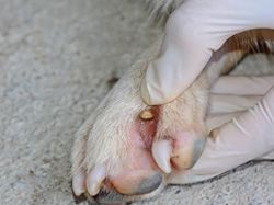 Tick on Dog's Paw