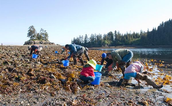 kachemak bay shellfish harvesters