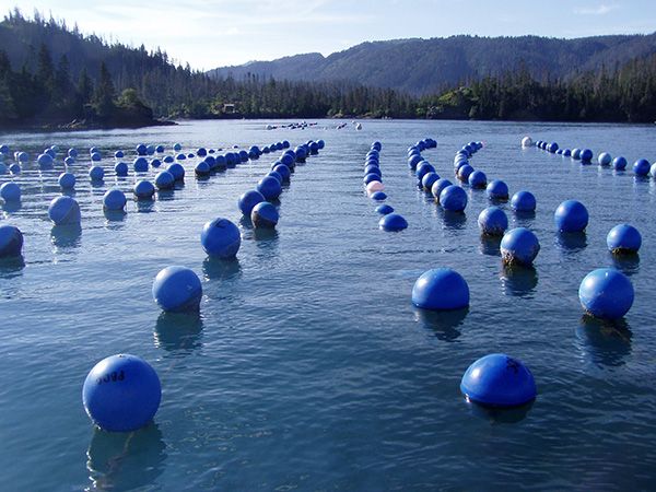 Aquaculture