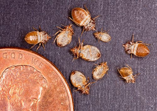 bud bugs next to a penny