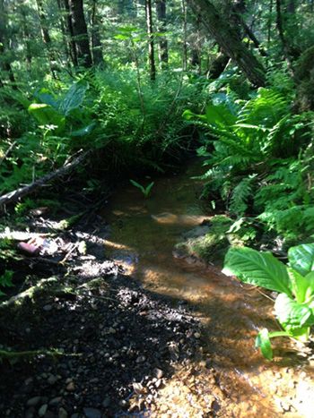 Pederson Hill creek