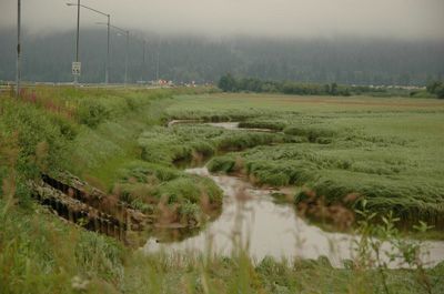 Vanderbilt creek