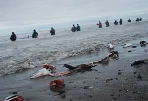 South Kenai Beach