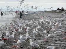 South Kenai Beach