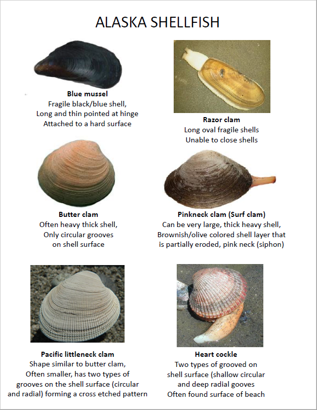 Alaska Shellfish Identification
