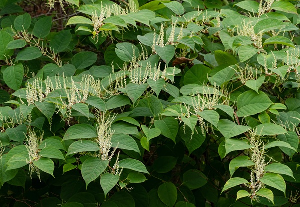 Invasive Plants | AK Dept. of Environmental Conservation