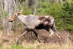 winter (moose) ticks on a moose