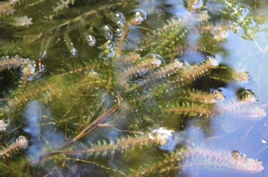 elodea image